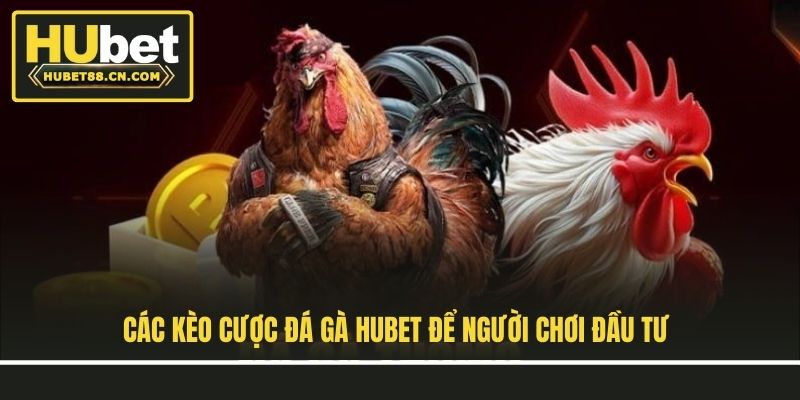 Các kèo cược đá gà Hubet để người chơi đầu tư