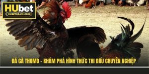 da-ga-thomo-kham-pha-hinh-thuc-thi-dau-chuyen-nghiep